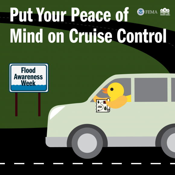 duck driving car put your peace of mind on cruise control